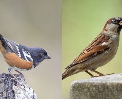 Detonaciones-por-obras-del-muro-fronterizo-danan-el-cerro-Cuchuma-y-ponen-en-riesgo-a-69-especies-de-aves