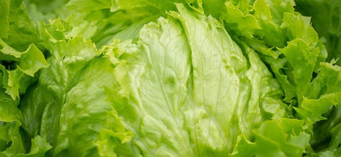 Cofepris-descarta-que-brotes-de-salmonela-y-ciclosporiasis-en-EU-provengan-de-productos-mexicanos